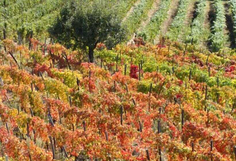 فندق Agriturismo Cascina Degli Ulivi