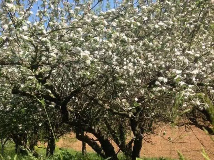 Hotelli Agriturismo Cascina Degli Ulivi