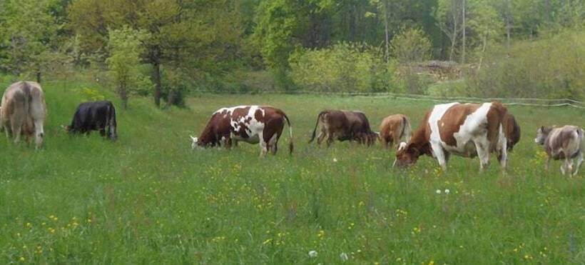 فندق Agriturismo Cascina Degli Ulivi