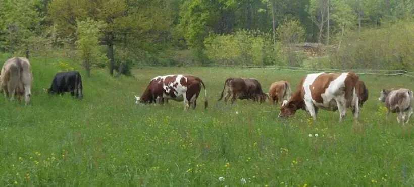 Hotelli Agriturismo Cascina Degli Ulivi