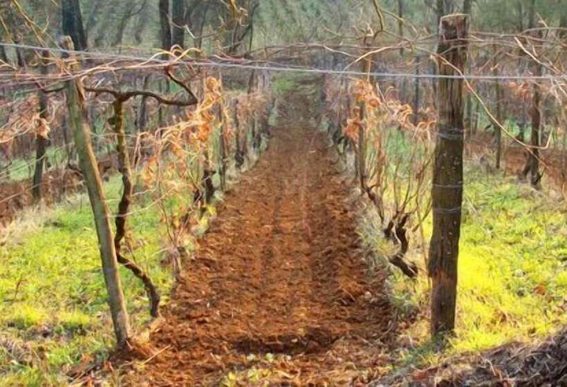 فندق Agriturismo Cascina Degli Ulivi