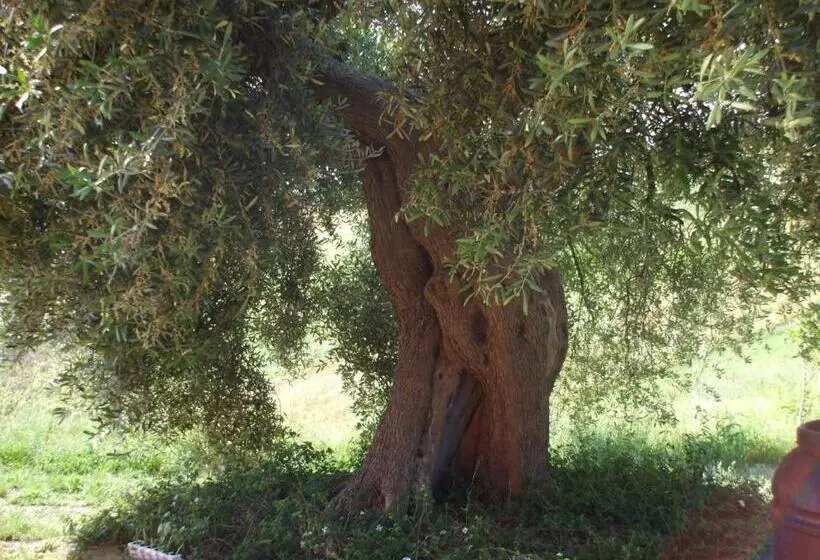 ホテル Agriturismo Il Borgo Degli Ulivi