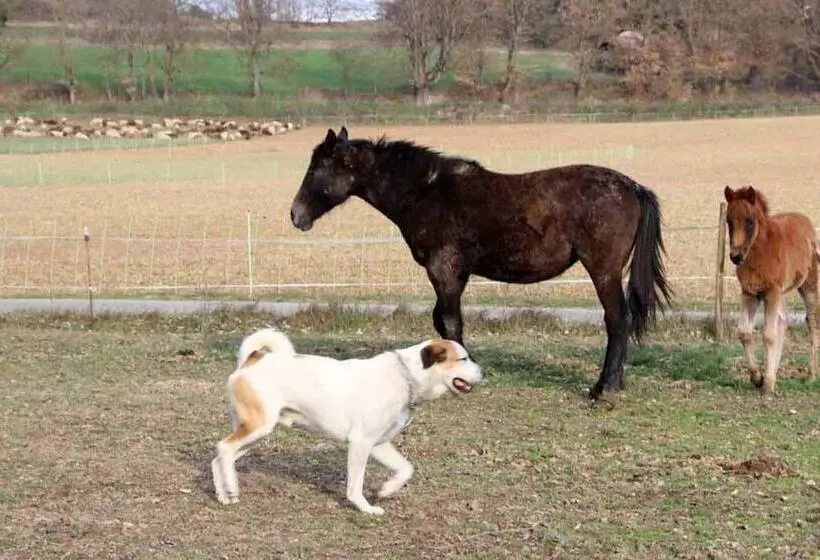 ホテル Ferme Equestre Les Coccinelles