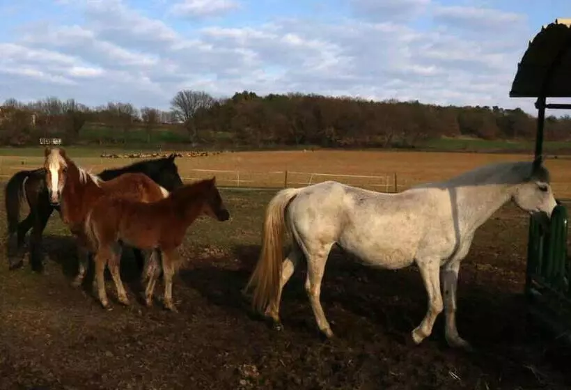 ホテル Ferme Equestre Les Coccinelles
