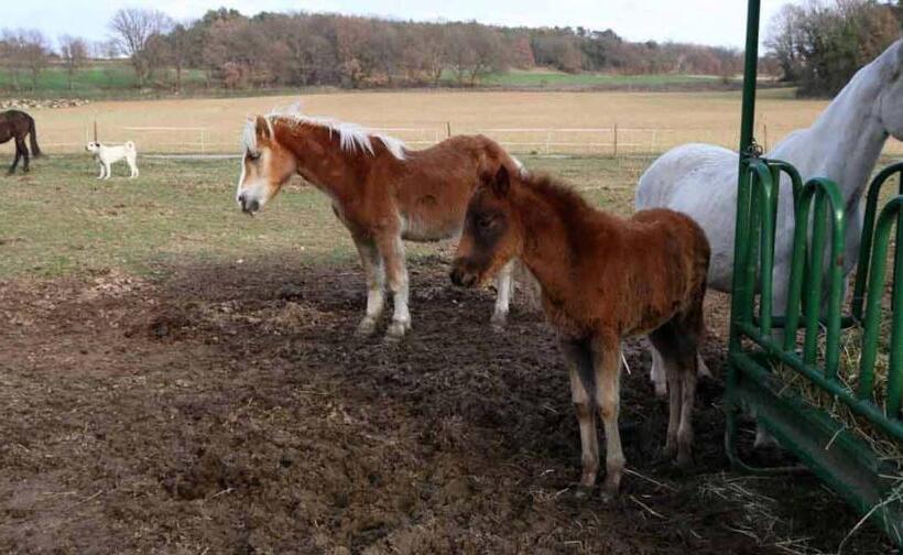 فندق Ferme Equestre Les Coccinelles