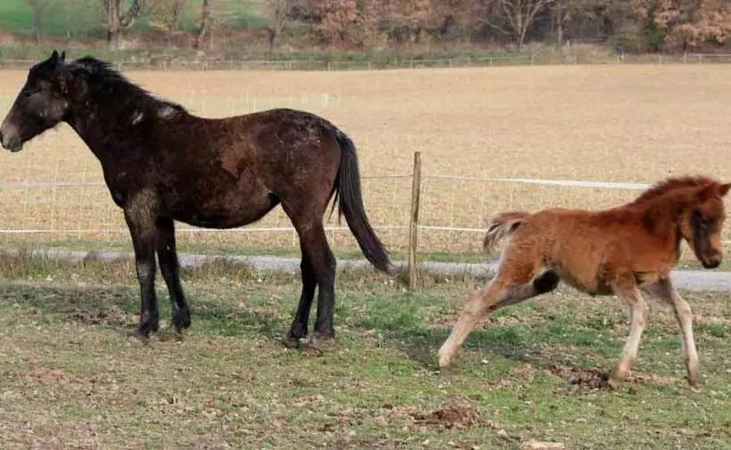 ホテル Ferme Equestre Les Coccinelles