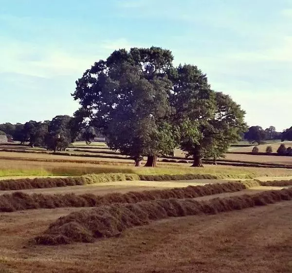 Majatalo Bluebird Lodge