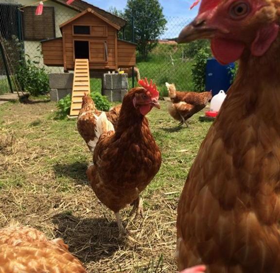 בית מלון כפרי Almerhof   Waldferienhof Almer