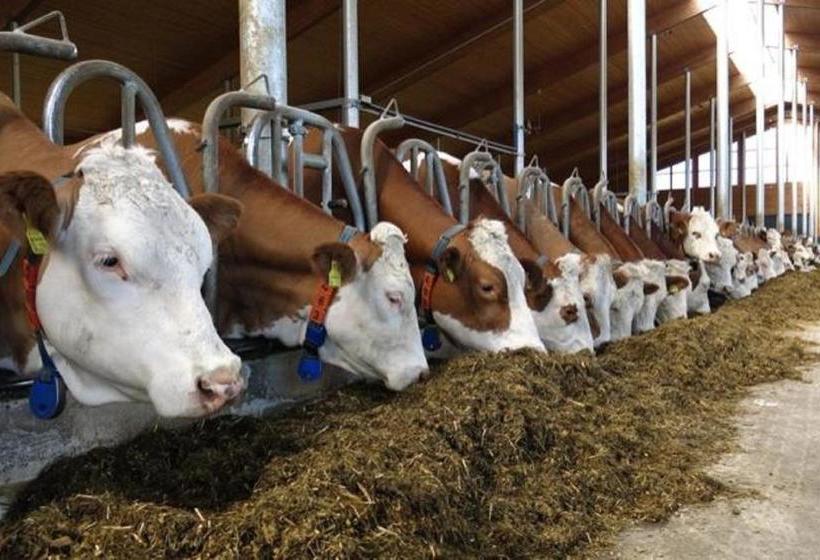 בית מלון כפרי Almerhof   Waldferienhof Almer