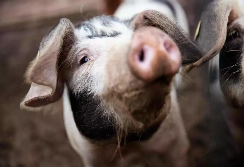 ペンション Gasthaus Post