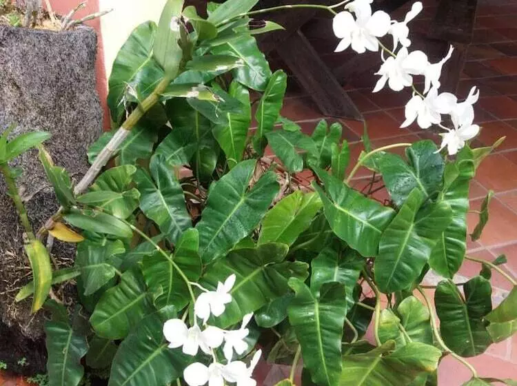 پانسیون Cocoa Pod Studio