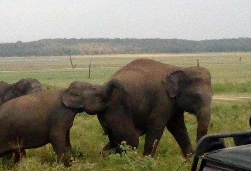 بنسيون The Orchard Habarana