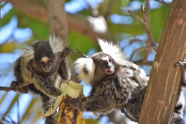 膳宿费 Pousada Malea