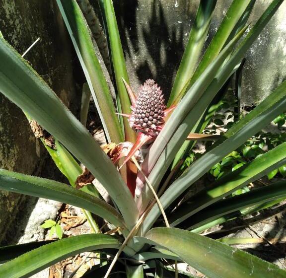 膳宿费 Rancho Colcha De Retalho