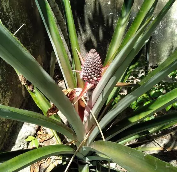 Majatalo Rancho Colcha De Retalho