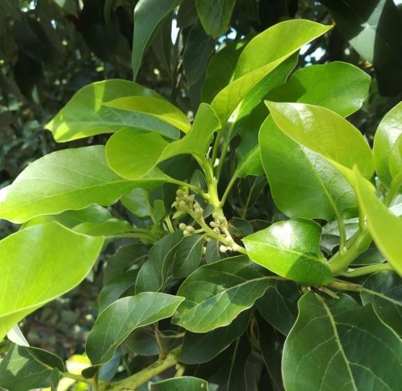 膳宿费 Rancho Colcha De Retalho