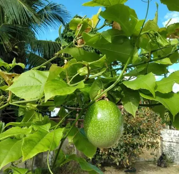 Majatalo Rancho Colcha De Retalho