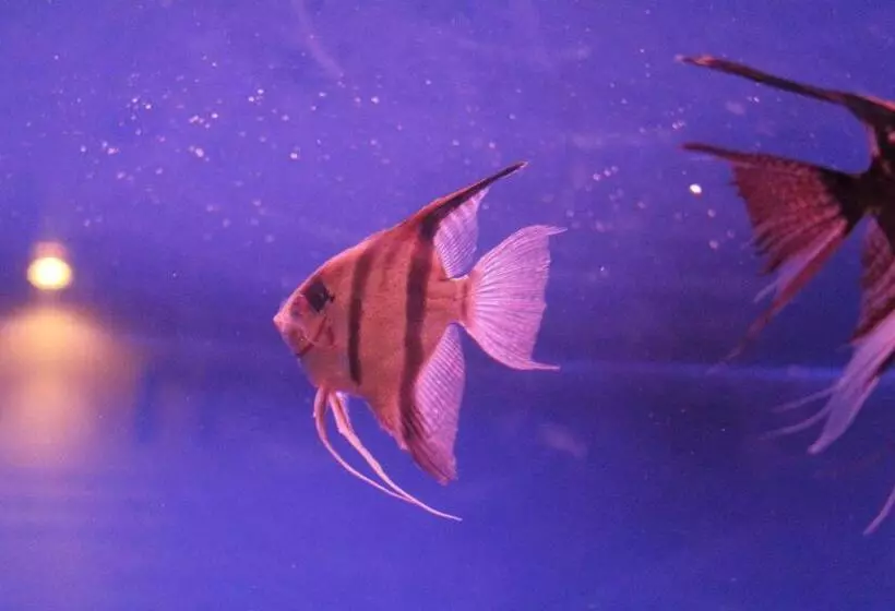 Majatalo Goodhope Villa