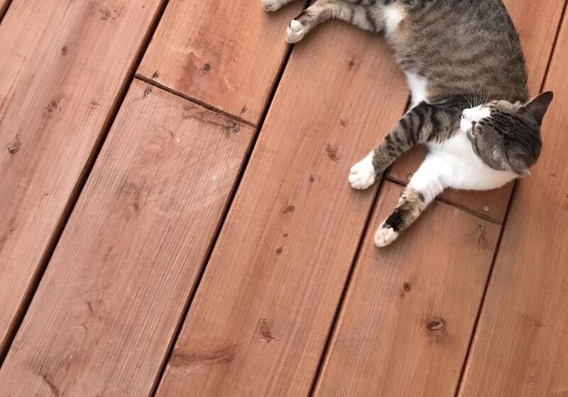 پانسیون Guesthouse Asibina