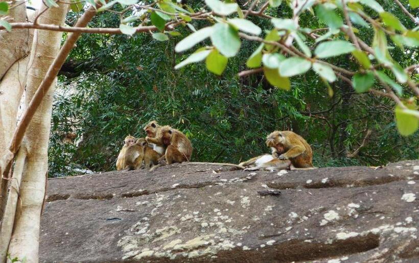 بنسيون The Courtyard Villa