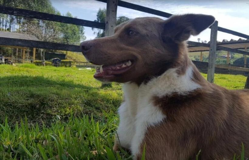 Hotelli Fazenda Alvorada