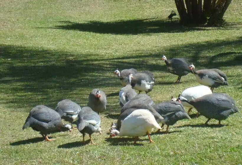 ホテル Fazenda Alvorada