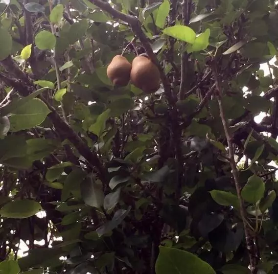 ホテル Fazenda Alvorada
