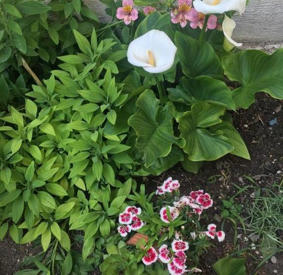 پانسیون Guest House Milevi