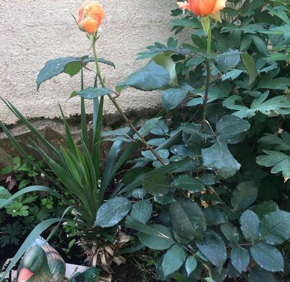 پانسیون Guest House Milevi