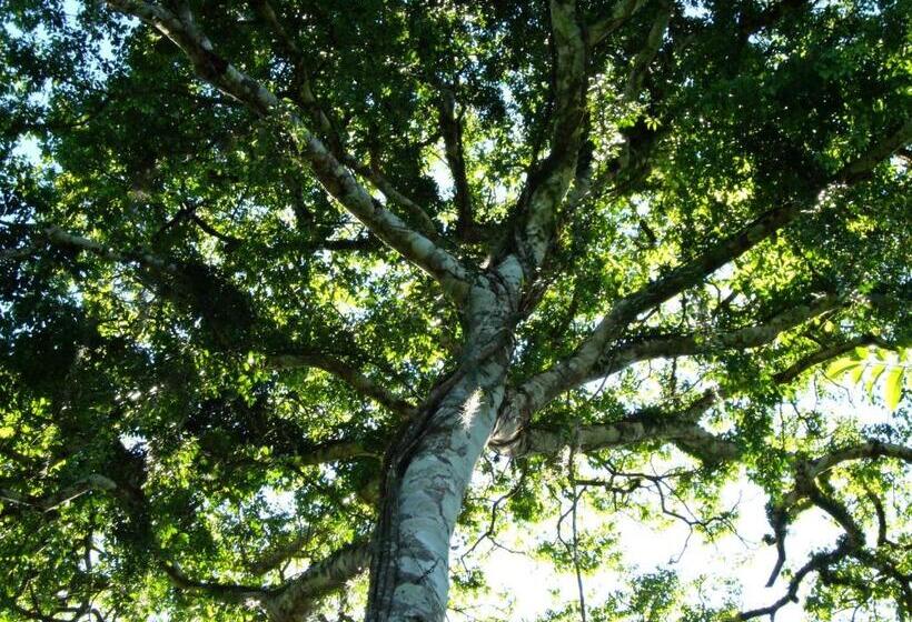 ペンション Chalés Sítio Do Alemão