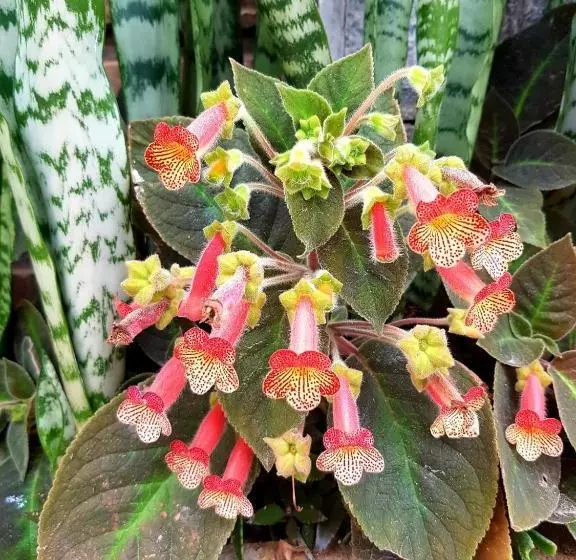 ペンション Pousada Muana