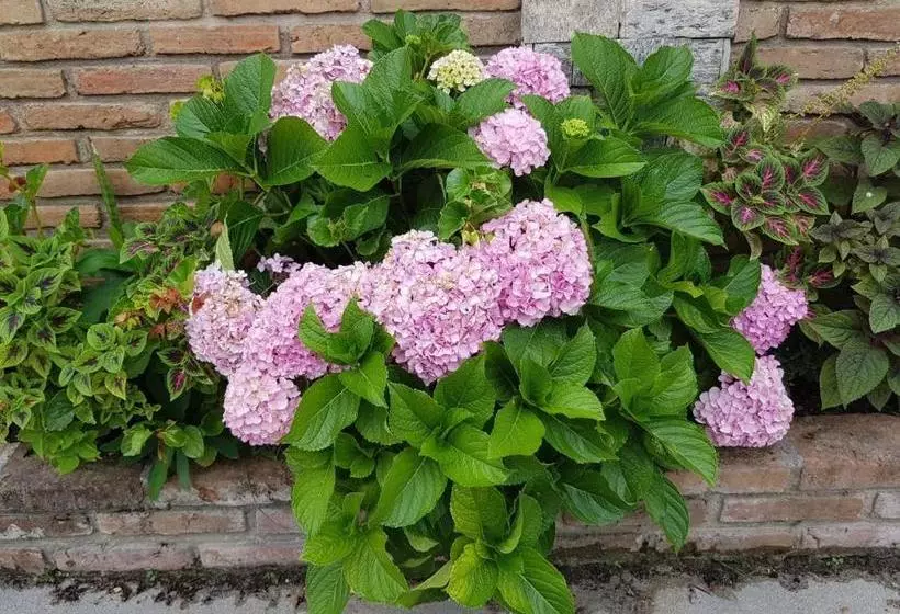 ペンション Pousada Muana