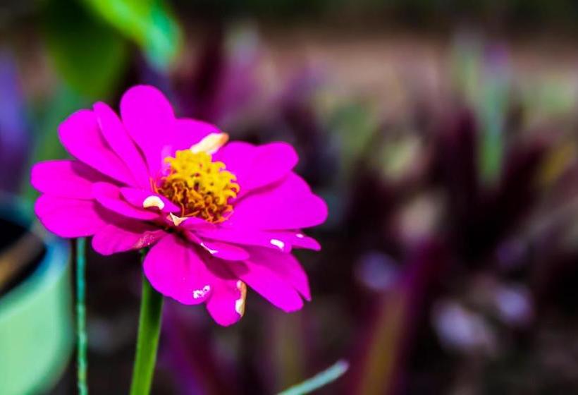 Пансион Villa Tropicana  South Africa