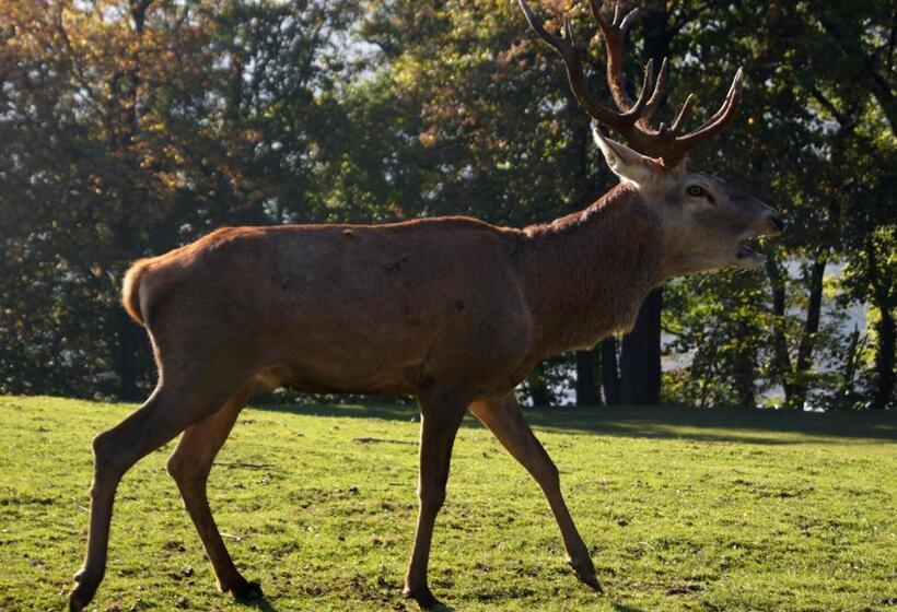 פנסיון Landgasthof Hirschen