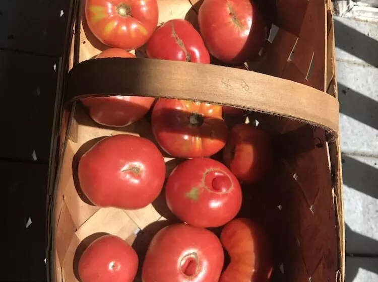 Rosewood Manor House B&b