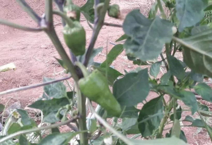 Retkeilymaja D Hôte Jnane Dar Diafa