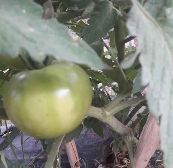 فندق صغير D Hôte Jnane Dar Diafa