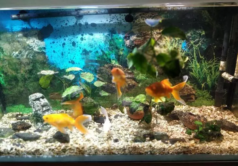 Majatalo Venesis House