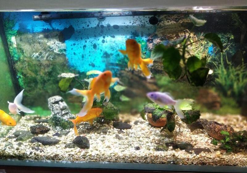 پانسیون Venesis House