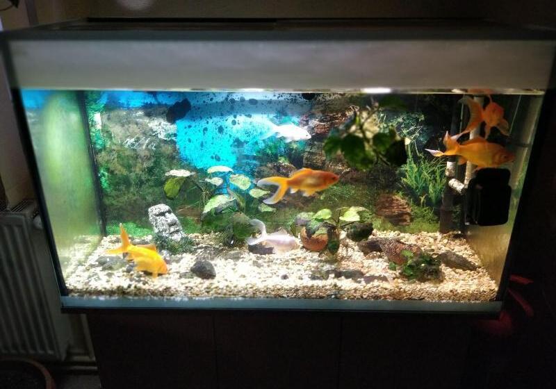 پانسیون Venesis House