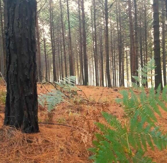 בית מלון כפרי Sanfern Downs Cottage