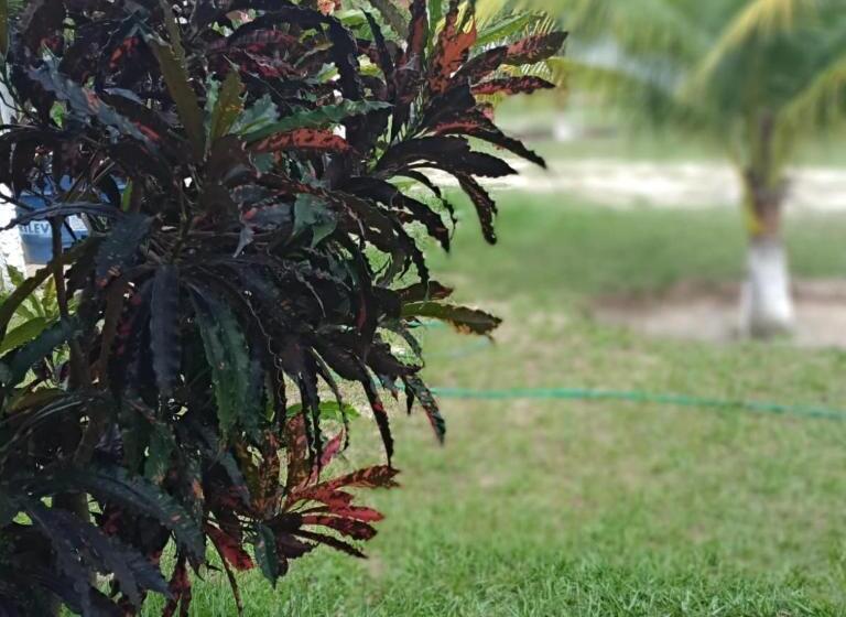 ペンション Pousada Da Bell