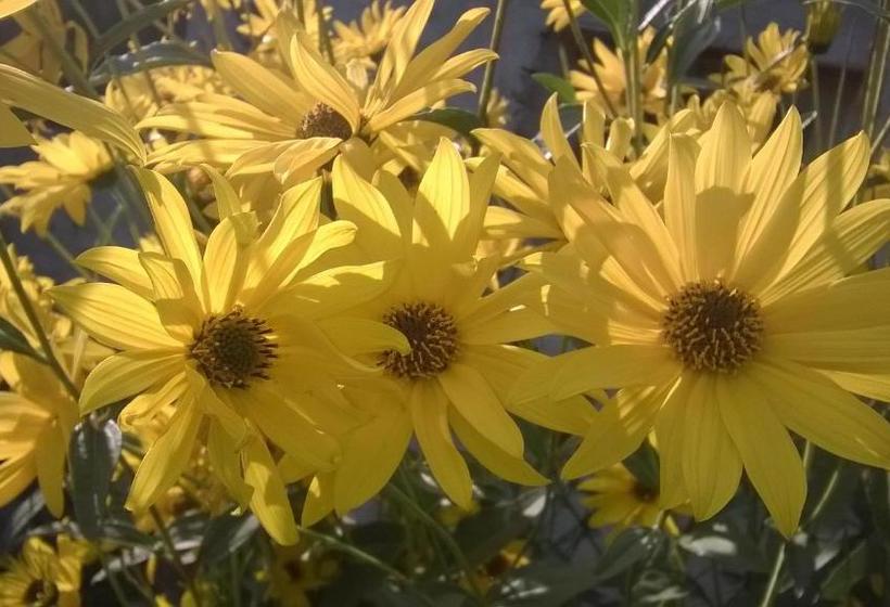 Pension (Hôtel basse catégorie) Guesthouse Andrea A