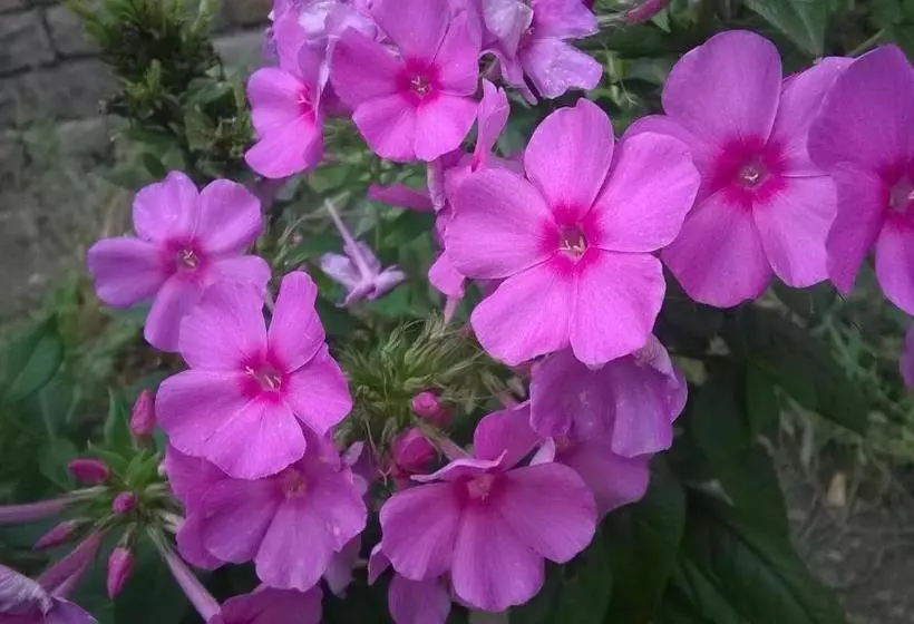 پانسیون Guesthouse Andrea A