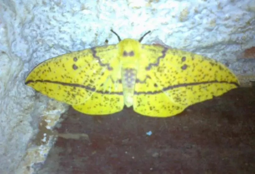 ペンション Eco Pousada Recanto Tucano