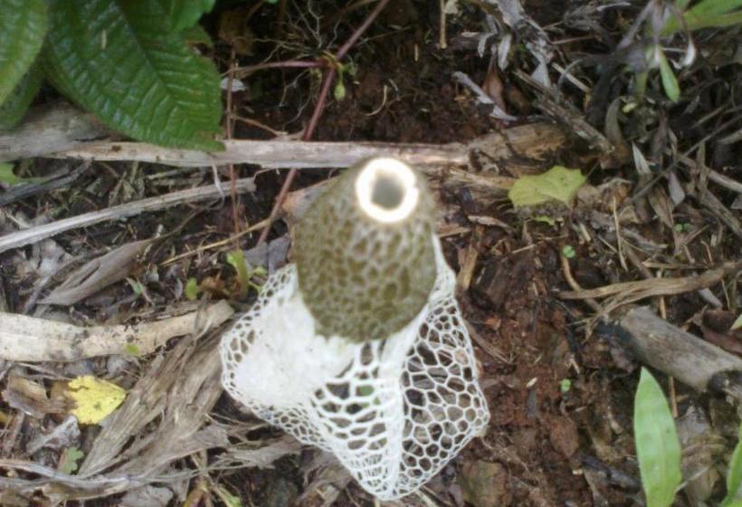 Pension Eco Pousada Recanto Tucano