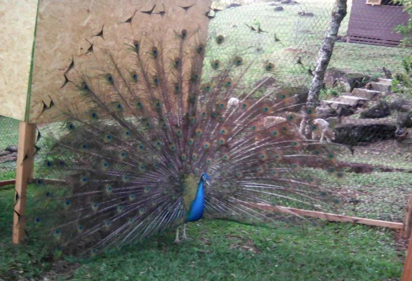 Pension Eco Pousada Recanto Tucano