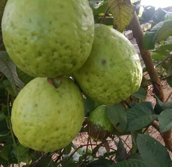 ペンション Pousada Rural Ouro Verde