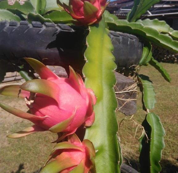 ペンション Pousada Rural Ouro Verde