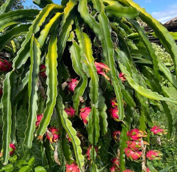 ペンション Pousada Rural Ouro Verde